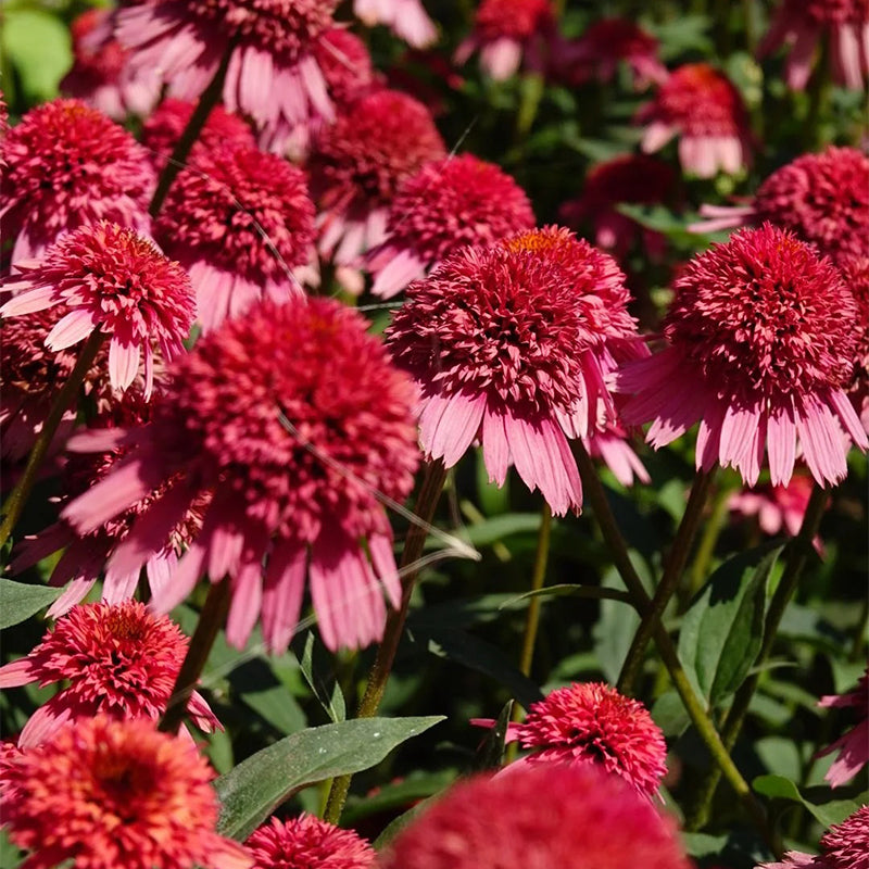 Nasiona jeżówki (Echinacea)