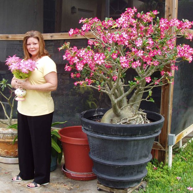 🎁Sivatagi rózsák hagymái🌵Nagyon könnyű gondozni! 🌸Adenium Obesum hagymák