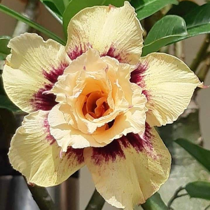 🎁Sivatagi rózsák hagymái🌵Nagyon könnyű gondozni! 🌸Adenium Obesum hagymák