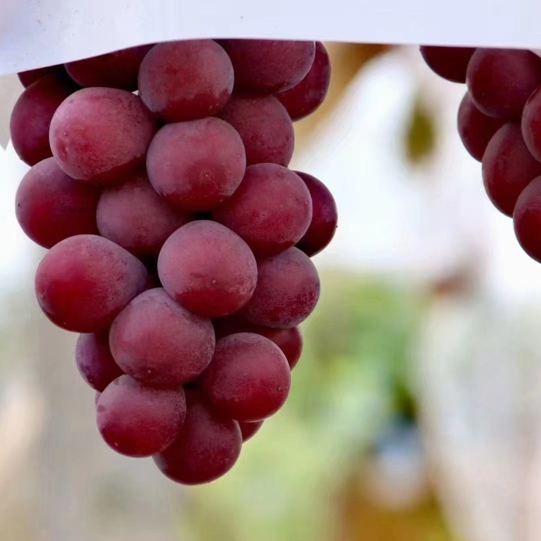 Limitált kiadású új fajta – Queen Nina szőlőmagok édes, lédús kerti termésért 🍇