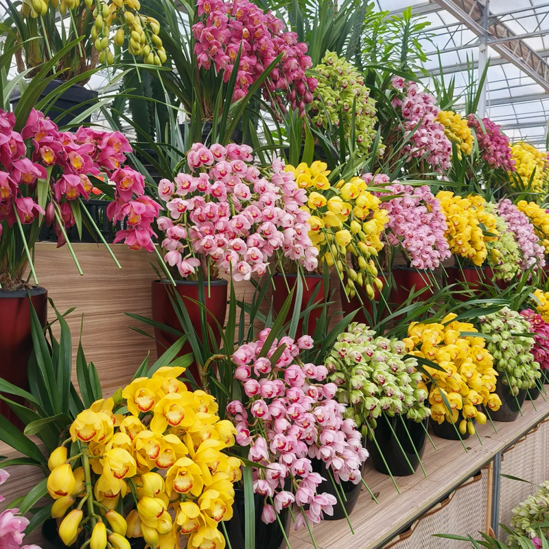 👑 Az orchideák királynője — Tartós Cymbidium hagymák