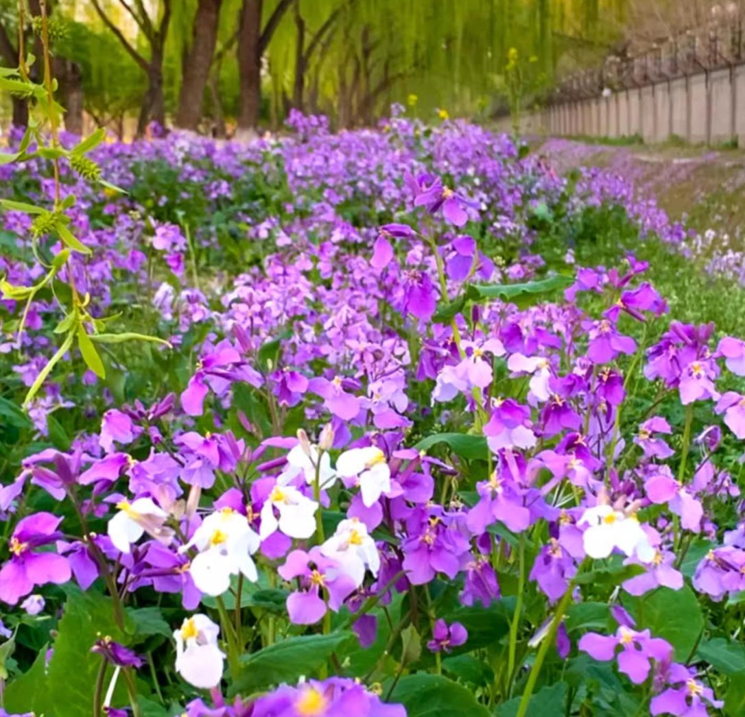 💜Februári orchidea magok | Infinity Purple Sea