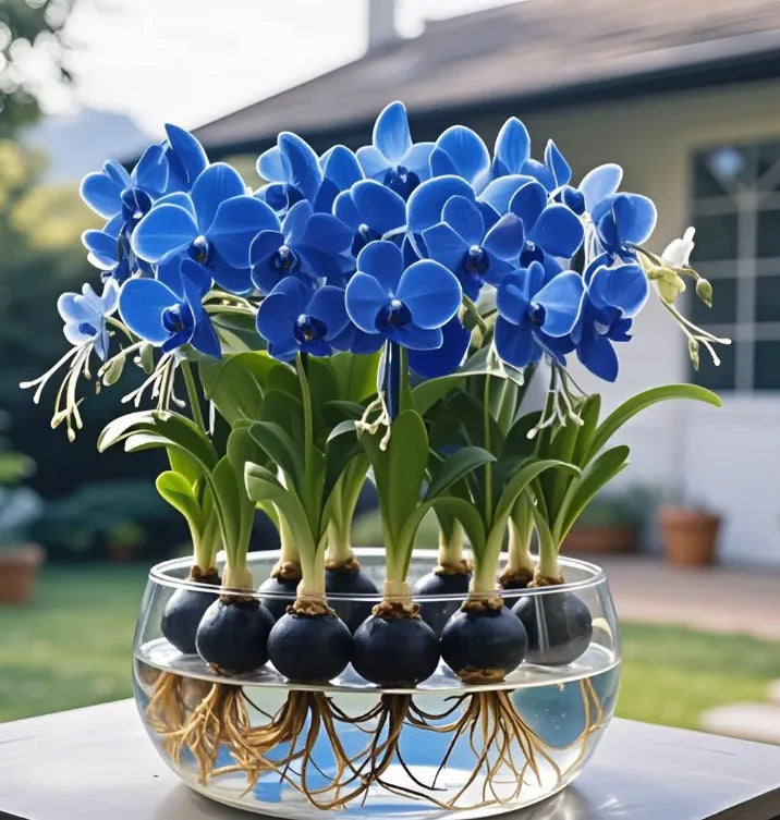 Cebulki kwiatów latarniowych Phalaenopsis