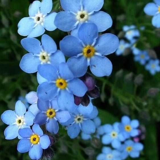 Blue Memory Nefelejcs magok – Minőségileg ellenőrzött Cottage Garden Blooms 🌿💙