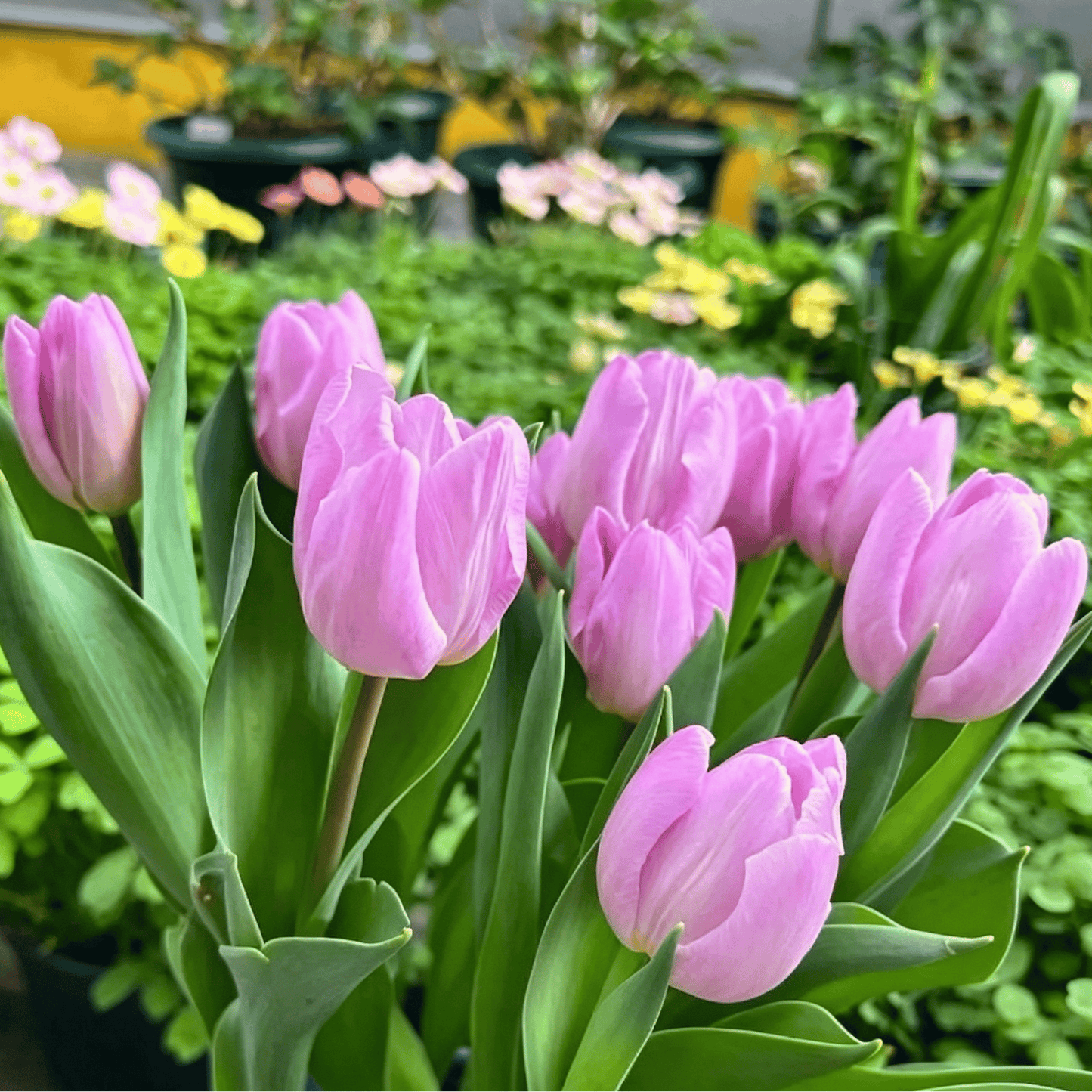 🌷Ritka tulipánmagok – Színes tavaszi virágok cserepekbe, szegélyekbe és kertekbe