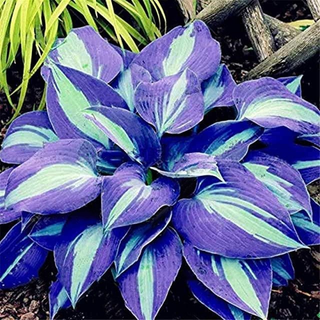 🍃Ritka többszínű hosta magok