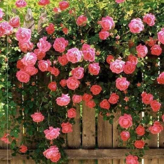 Futórózsa magok🌹