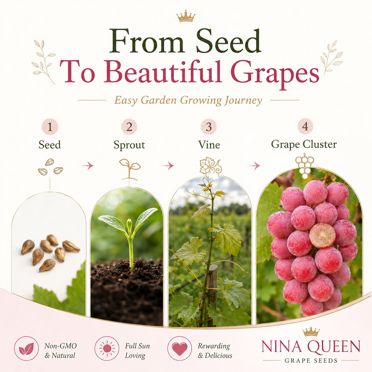 Limitált kiadású új fajta – Queen Nina szőlőmagok édes, lédús kerti termésért 🍇