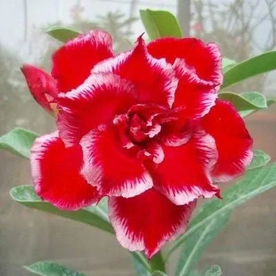 ✨Sivatagi rózsa🌹Hőálló✨