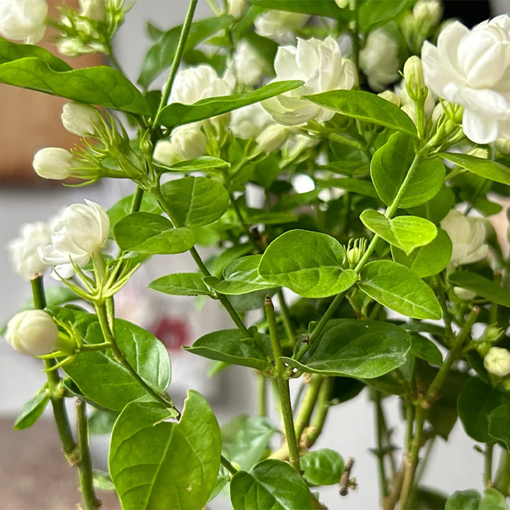 UTOLSÓ NAPOS AKCIÓ 35% KEDVEZMÉNY 🌸 Jázmin cserepes növény (🌱Túlélési garancia: Ingyenes pótlás🌿)