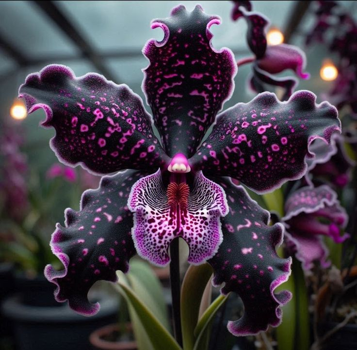 Nasiona motyla irysa