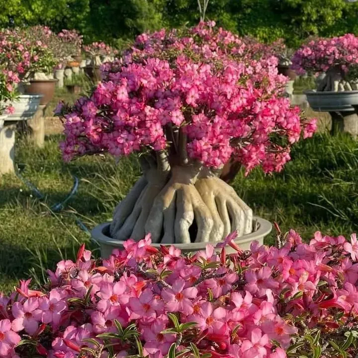 🎁Sivatagi rózsák hagymái🌵Nagyon könnyű gondozni! 🌸Adenium Obesum hagymák