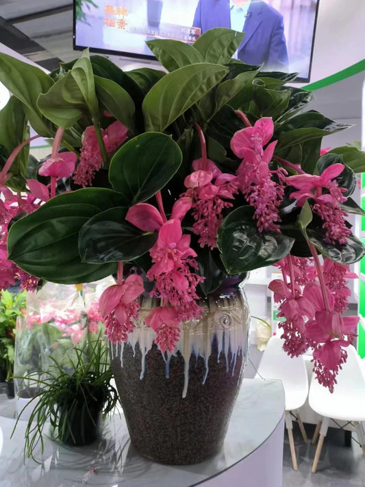 Nasiona winogron różanych – wyhoduj królową kwiatów w swoim ogrodzie