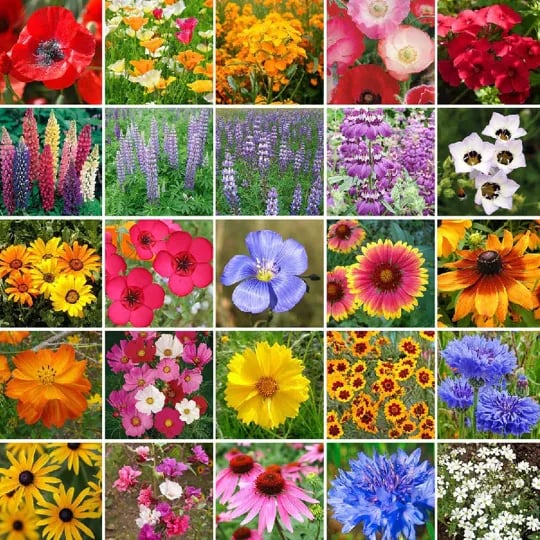 🌸 Egész évben virágzó kert – vess egyszer, és élvezd a színes virágok kavalkádját! 🦋🐝