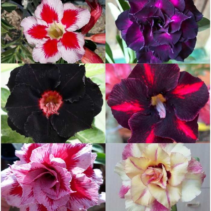 🎁Sivatagi rózsák hagymái🌵Nagyon könnyű gondozni! 🌸Adenium Obesum hagymák
