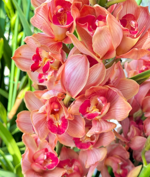 👑 Az orchideák királynője — Tartós Cymbidium hagymák