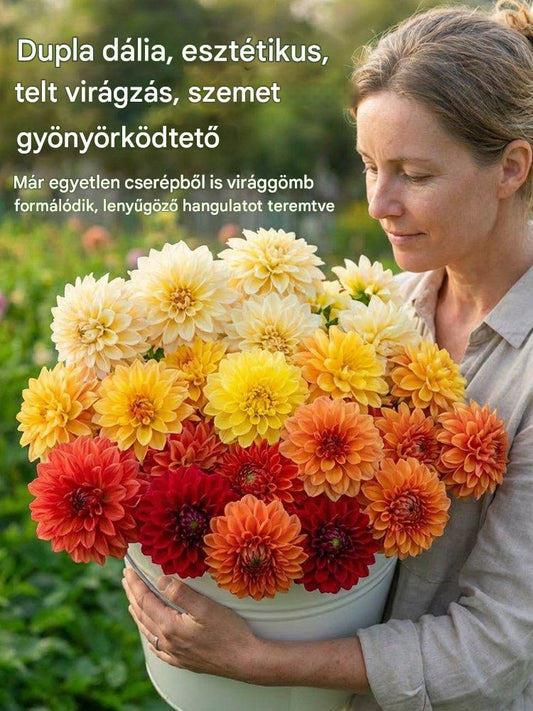 【Közvetlen értékesítés】Négy évszak dália hagymák