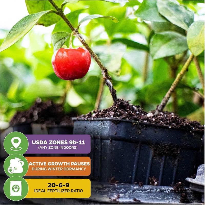 🍒 (Új szüret) Cseresznyemagok 🌿Előkezelve a magas csírázási arányért (99%-os csírázási arány)