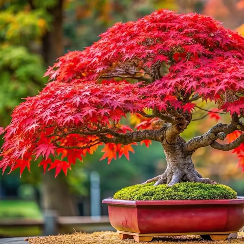Kiváló minőségű japán vörös juhar magok – több mint 30 mag látványos skarlátvörös színben 🍁