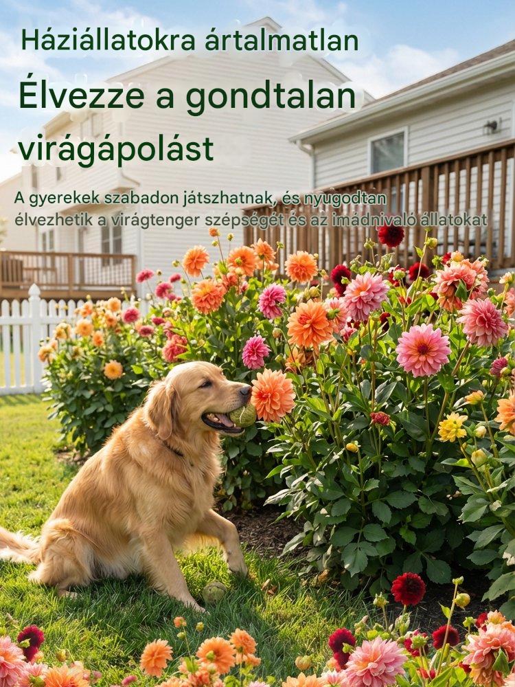 【Közvetlen értékesítés】Négy évszak dália hagymák