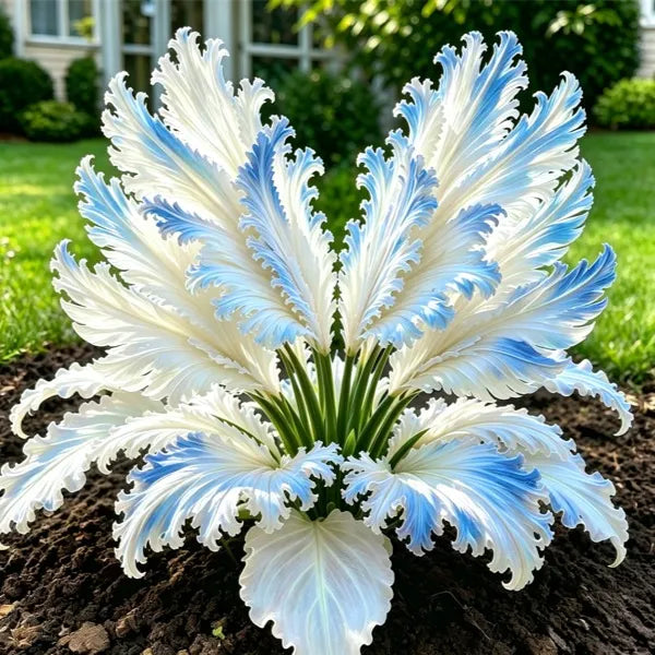 🌱Ritka hattyútollú hosta hagymák -🦢 Kecses lombozat, amely hattyúszárnyakként bontakozik ki
