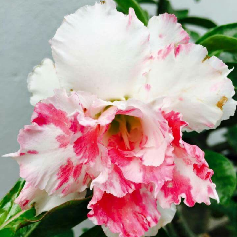 🎁Sivatagi rózsák hagymái🌵Nagyon könnyű gondozni! 🌸Adenium Obesum hagymák