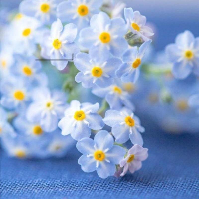 Blue Memory Nefelejcs magok – Minőségileg ellenőrzött Cottage Garden Blooms 🌿💙