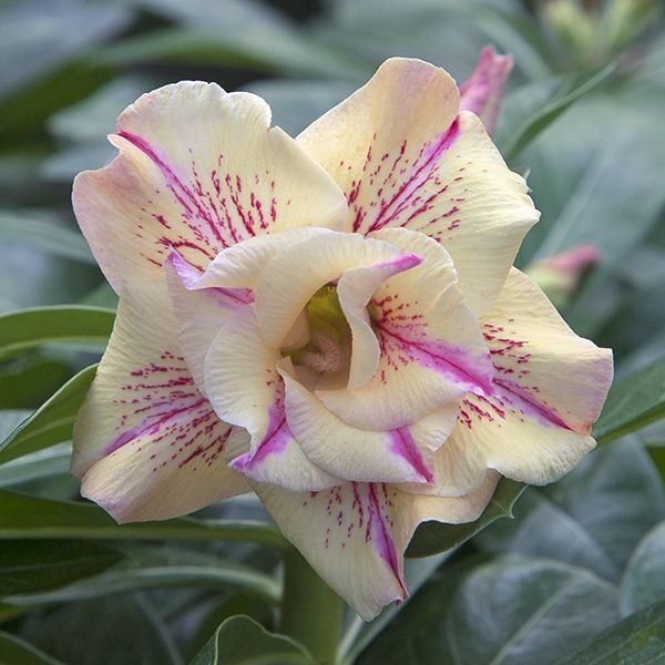 🎁Sivatagi rózsák hagymái🌵Nagyon könnyű gondozni! 🌸Adenium Obesum hagymák