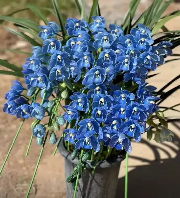 👑 Az orchideák királynője — Tartós Cymbidium hagymák
