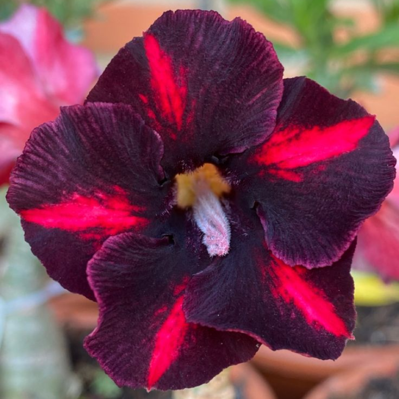 🎁Sivatagi rózsák hagymái🌵Nagyon könnyű gondozni! 🌸Adenium Obesum hagymák