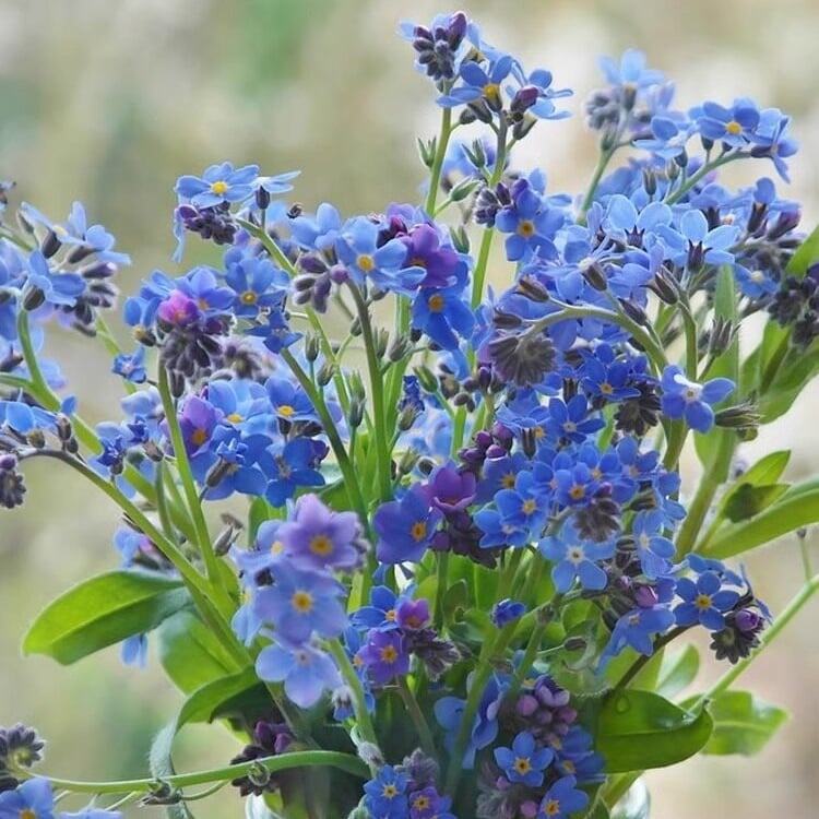 Blue Memory Nefelejcs magok – Minőségileg ellenőrzött Cottage Garden Blooms 🌿💙