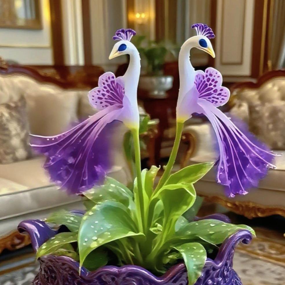 🦚 Páva orchidea