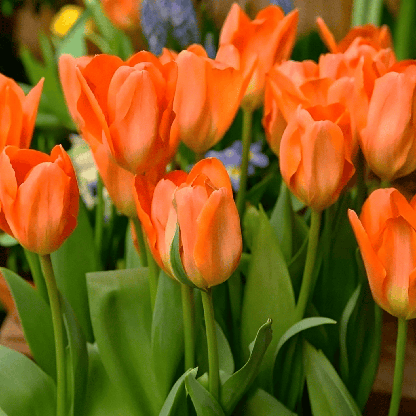 🌷Ritka tulipánmagok – Színes tavaszi virágok cserepekbe, szegélyekbe és kertekbe