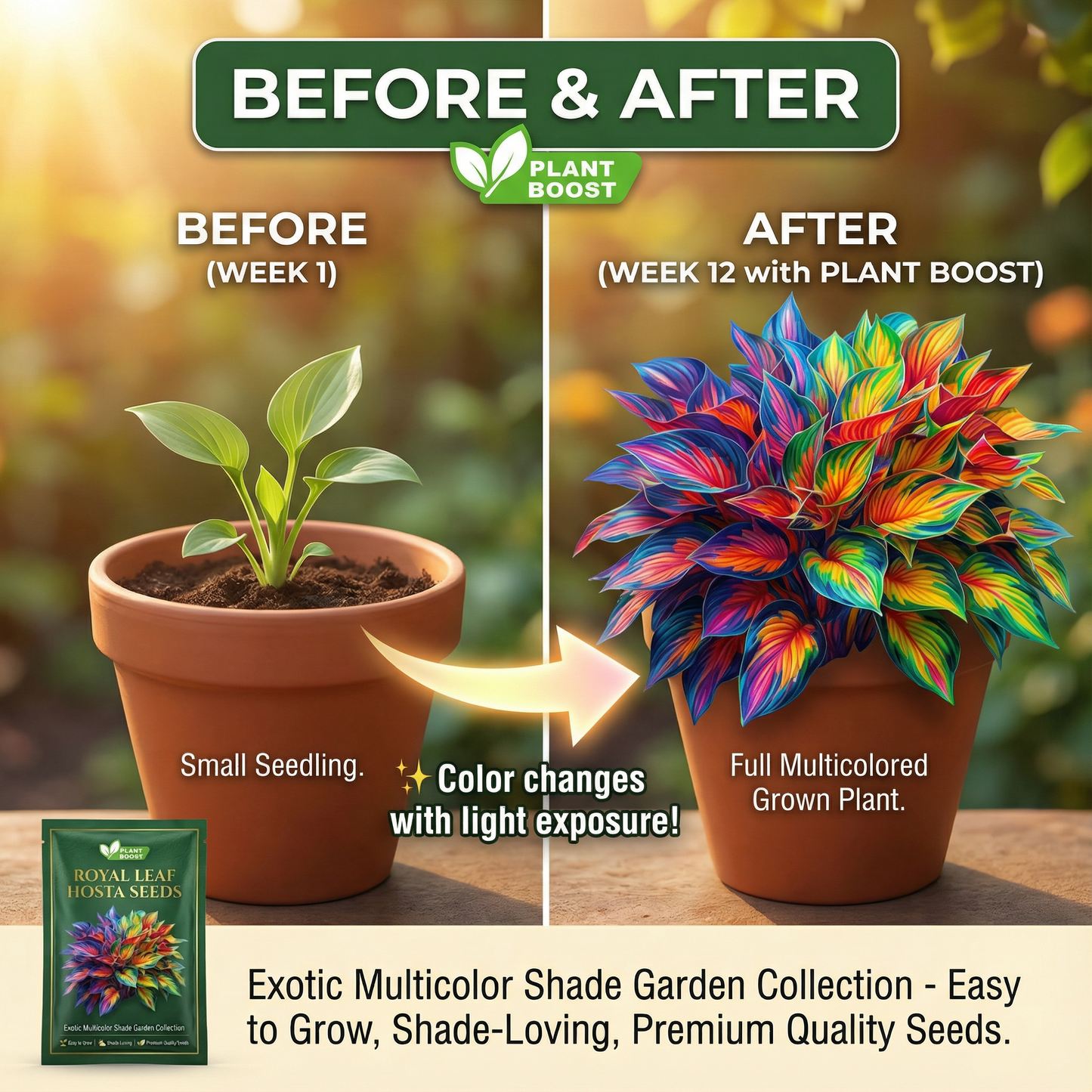 Nasiona hosty Royal Leaf