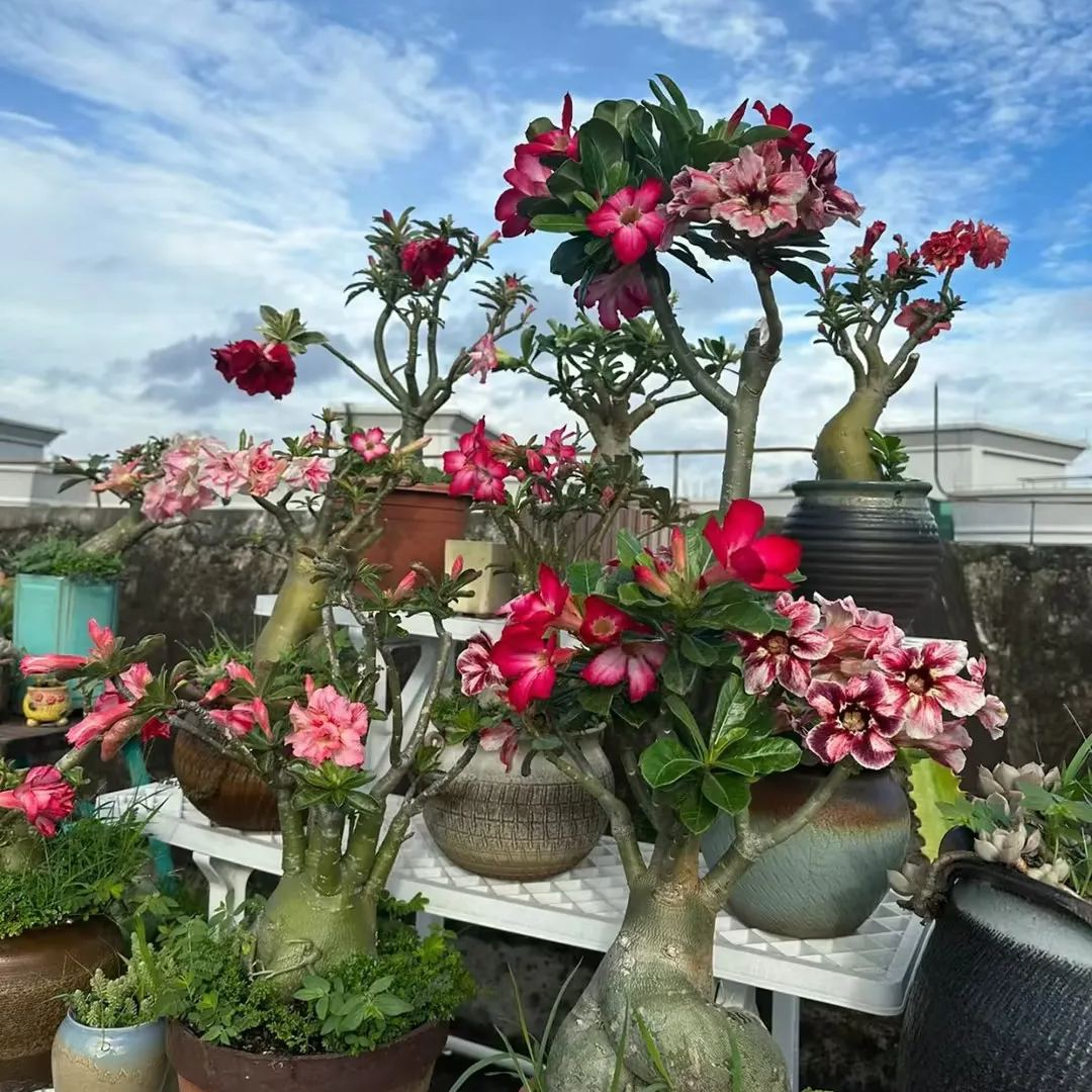 🎁Sivatagi rózsák hagymái🌵Nagyon könnyű gondozni! 🌸Adenium Obesum hagymák