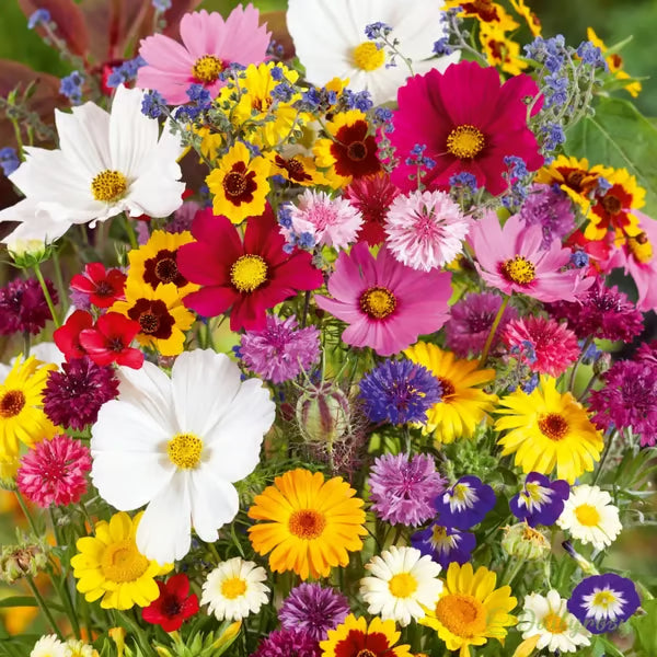 🌸 Egész évben virágzó kert – vess egyszer, és élvezd a színes virágok kavalkádját! 🦋🐝