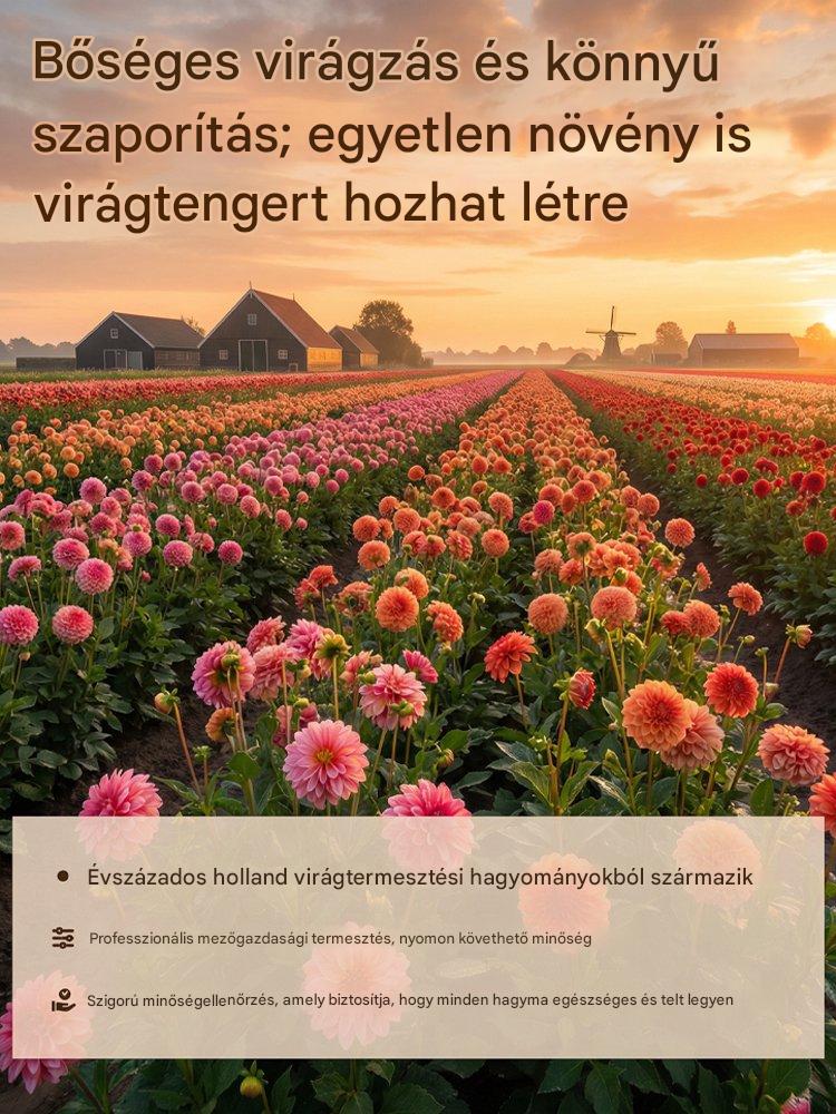 【Közvetlen értékesítés】Négy évszak dália hagymák