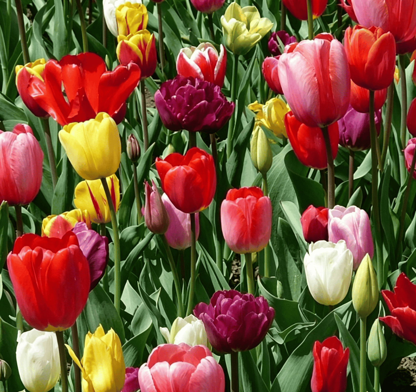 🌷Ritka tulipánmagok – Színes tavaszi virágok cserepekbe, szegélyekbe és kertekbe
