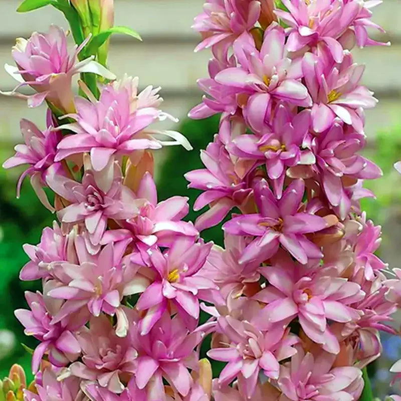 Tuberoza podwójna 🌸- Duży kwiat cebulowy