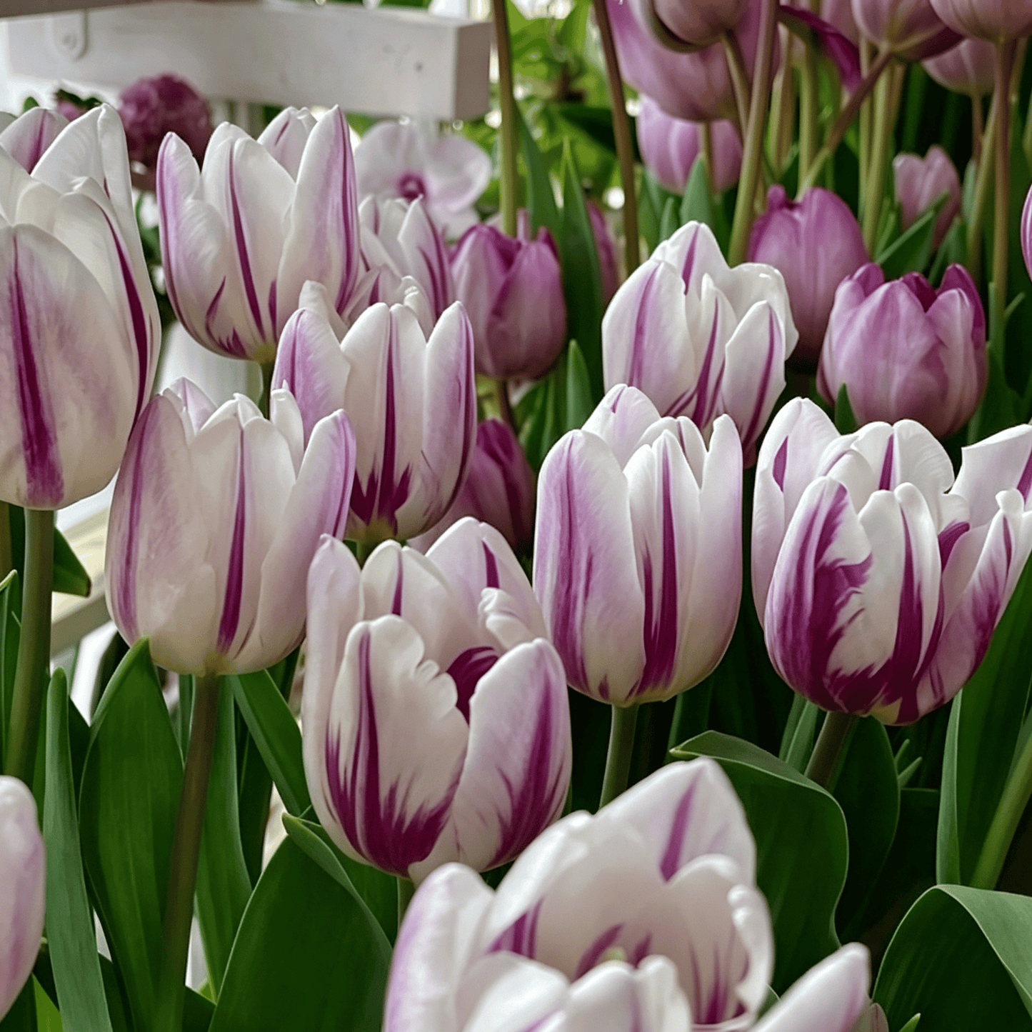 🌷Ritka tulipánmagok – Színes tavaszi virágok cserepekbe, szegélyekbe és kertekbe