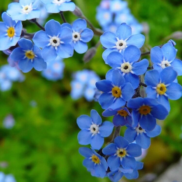 Blue Memory Nefelejcs magok – Minőségileg ellenőrzött Cottage Garden Blooms 🌿💙