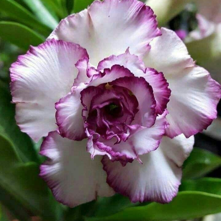 🎁Sivatagi rózsák hagymái🌵Nagyon könnyű gondozni! 🌸Adenium Obesum hagymák