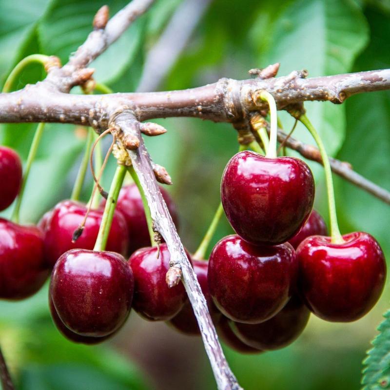 🍒 (Új szüret) Cseresznyemagok 🌿Előkezelve a magas csírázási arányért (99%-os csírázási arány)