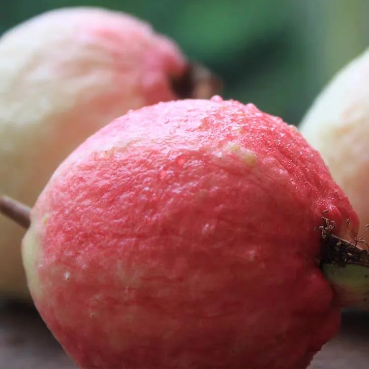 🥂Rouge Guava otthoni termesztőkészlet❄️
