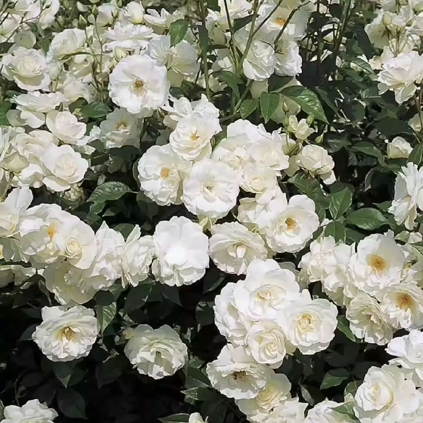 Futórózsa magok🌹