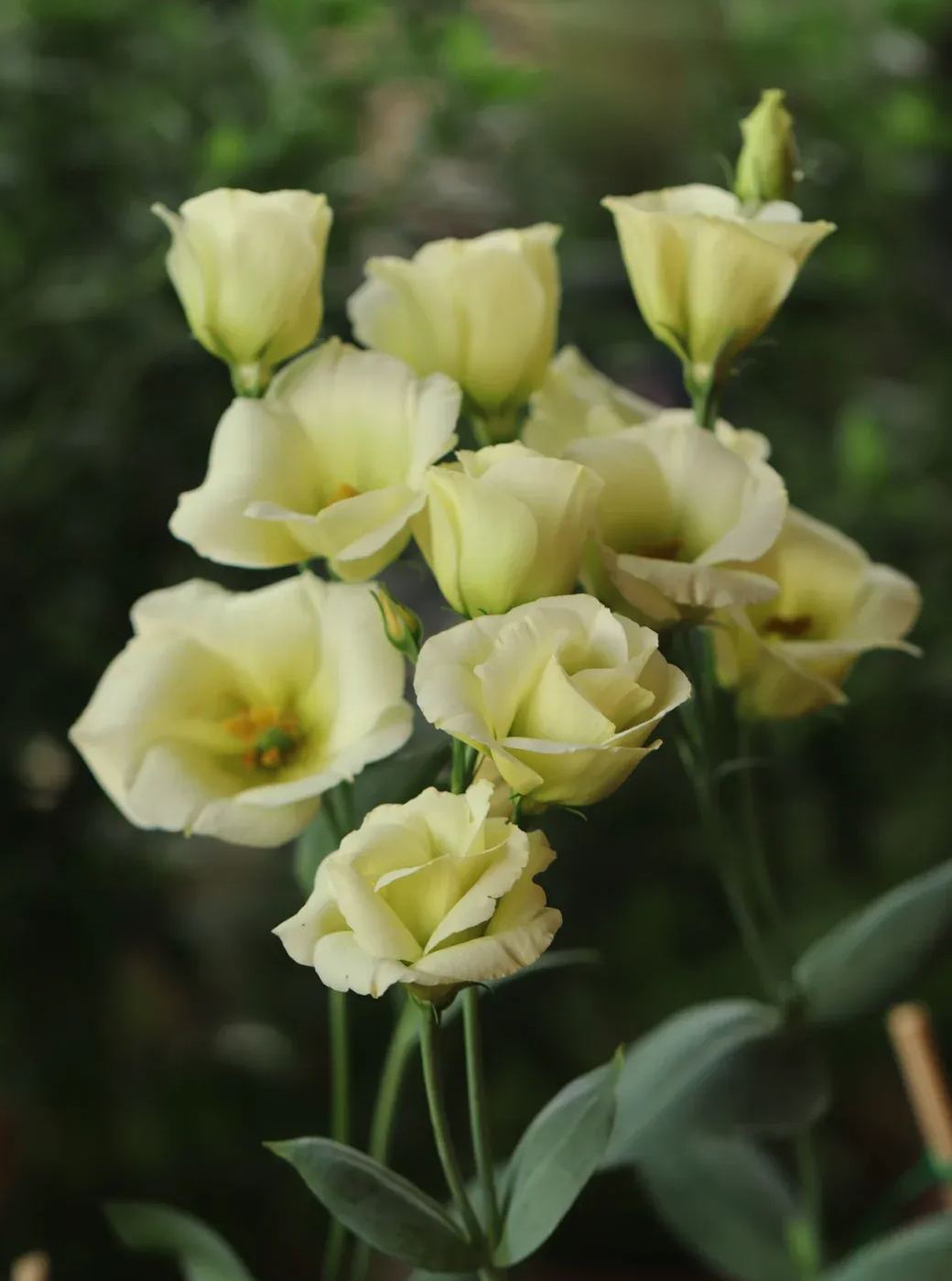 💐Lisianthus – Időtlen szépség, örök szerelem💫