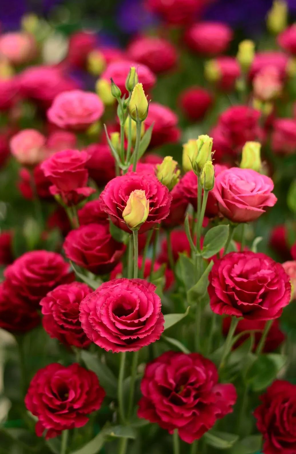 💐Lisianthus – Időtlen szépség, örök szerelem💫