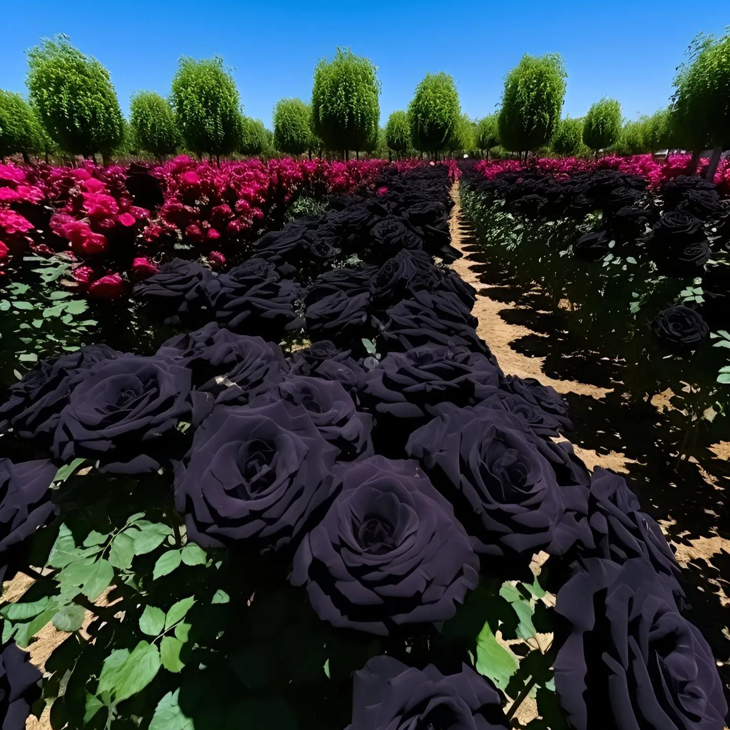 Nasiona Black Knight Velvet Rose🖤