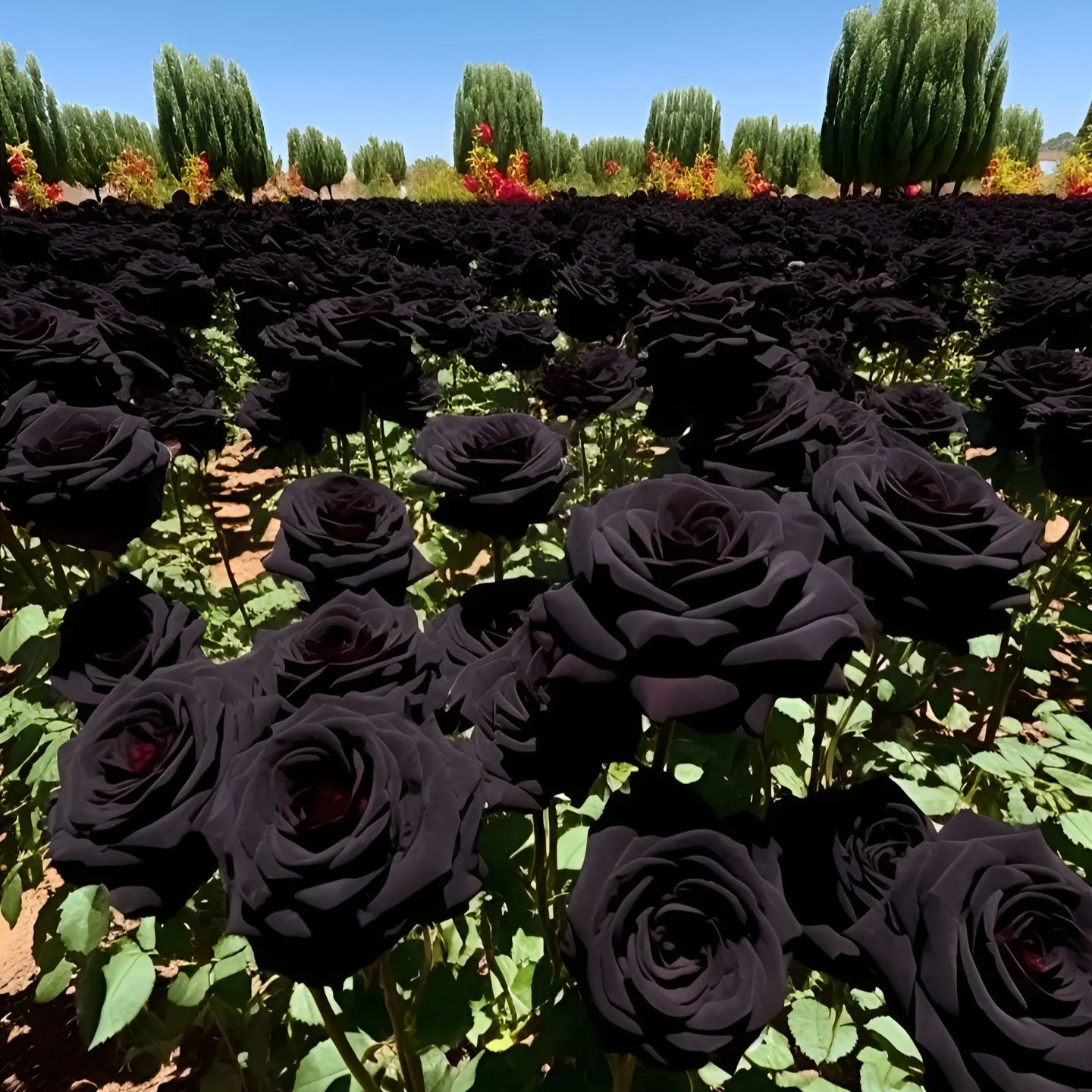 Nasiona Black Knight Velvet Rose🖤
