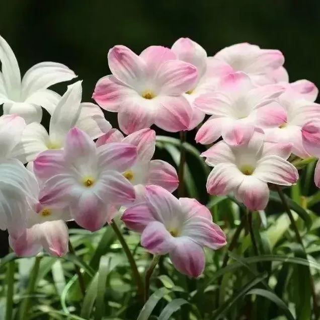 Cebule orchidei deszczowej – kwitną po kolejnym deszczu